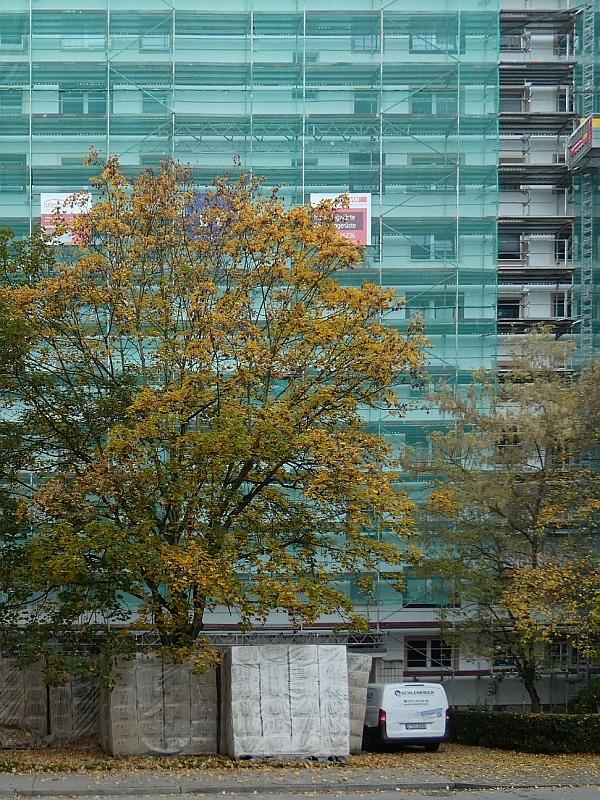 Das Bild zeigt einen Baum mit schöner Laubfärbung. Der Baum steht vor einem Wohnhaus. Das Wohnhaus ist eingerüstet. Das Wohnhaus wird saniert.